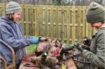  ?? Jason Bittel / Washington Post ?? Jeannine Fleegle, left, a state wildlife biologist, and Helen Schlemmer, a wildlife biologist aide, analyze deer heads provided by a Carnegie, Pa., deer processor during the state’s hunting season.