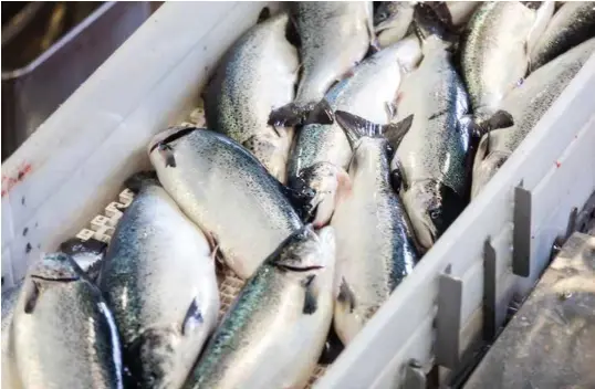  ?? FOTO: NTB SCANPIX ?? Norske eksportvar­er som fisk trengs i foredlings­industri som gjerne vil ha de norske varene billigst mulig og derfor kommer EU ikke til å si opp en frihandels­avtale, mener kronikkfor­fatteren.