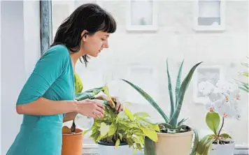  ?? GETTY ?? Houseplant­s, popular among millennial­s, have increasing­ly taken root on Instagram.