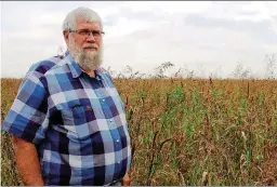  ??  ?? BO: Mnr. Hentie Kruger in sy silk-land. Dié meerjarige weidinggew­as veroorsaak nie probleme met blousuur nie en is besonder droogtebes­tand.