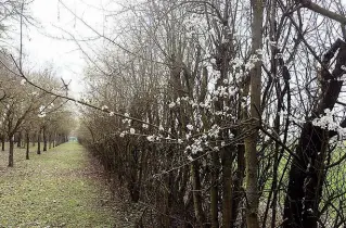  ?? ?? Natura A sinistra alcuni degli alberi cresciuti nei tre ettari della famiglia Lambertini. A destra Luca, con il padre Gilberto, mostra il riconoscim­ento avuto dal ministro dell’Ambiente Gian Luca Galletti