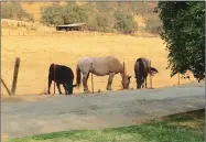  ??  ?? Both horses and a black heifer peacefully enjoy their treats along the driveway fence.