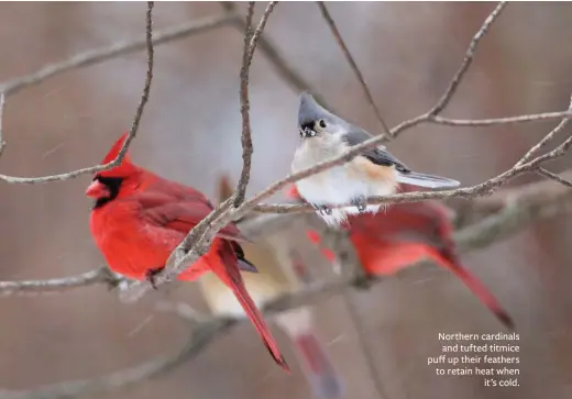  ??  ?? Northern cardinals and tufted titmice puff up their feathers to retain heat when it’s cold.