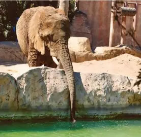  ?? FOTOS: ROMINA SOLÍS ?? La elefanta fue rescatada de un circo