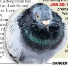  ??  ?? DANGER Pigeon droppings