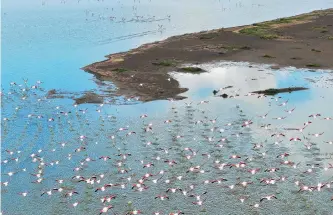  ?? FOTOS: TONY KARUMBA /AFP ?? La llegada de los humanos a la zona puso en peligro partes de humedales donde llegan los animales.