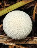  ??  ?? FUNGI, BWINDI