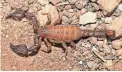  ?? COURTESY RICHARD AYREY ?? One of the new scorpion species, found in Madera Canyon in the Santa Ritas.