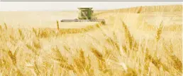  ?? LEAH HENNEL/FILES ?? Canada’s durum wheat, used in everything from pasta to couscous, has surged due to the shift of more people eating at home during the pandemic and adverse weather affecting crops overseas.