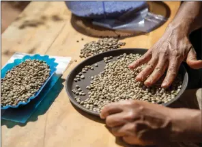  ?? (Bloomberg News WPNS/Maika Elan) ?? Dried coffee berries are sorted in Dak Doa village in Pleiku, Vietnam, in January.