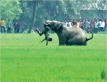  ?? PHOTO AFP ?? L’éléphant avait écrasé quatre victimes dans l’état du Bihar en mars avant de tuer plus récemment onze autres personnes dans l’état voisin du Jharkhand.