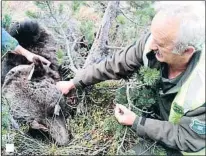  ?? ACN / AGENTS RURALS / ACN / AGENTS RURALS ?? Localizado. El GPS que lleva Goiat en su collar se cambió el pasado año. Eso permite seguir en todo momento sus pasos