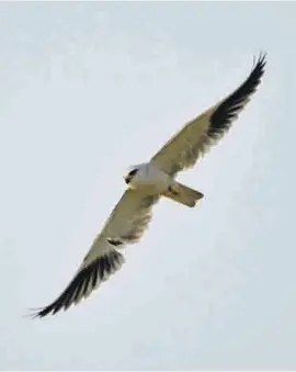  ?? Photo: Freepik ?? The black-shouldered kite