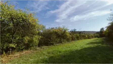  ?? ?? Neben einem Altgrasstr­eifen direkt an der Autobahn hat Hans Kolb einen weiteren in Hürben selbst angelegt.