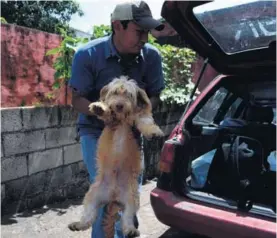  ?? AFP ?? Este hombre rescató ayer su perro en el municipio de Alotenango, cerca de la ciudad de Antigua, en Guatemala.