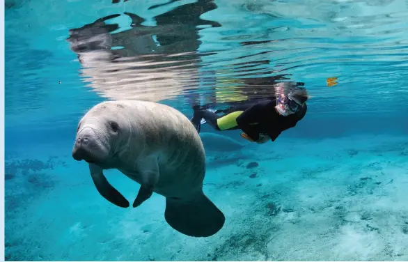  ??  ?? SWIM WITH THE MANATEES, CRYSTAL RIVER • DISCOVER CRYSTAL RIVER FLORIDA