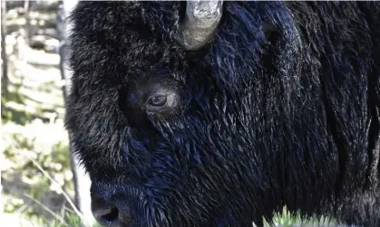  ?? Photograph: Matthew Brown/AP ?? Authoritie­s warned: ‘Bison are unpredicta­ble and can run three times faster than humans.’