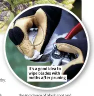  ??  ?? It’s a good idea to wipe blades with meths after pruning