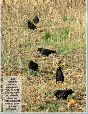  ??  ?? « Les corvidés ont une excellente vue. Ils sont très réceptifs aux détails. Ceux qui vous trahiront comme ceux qui les perdront. »