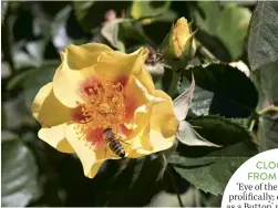  ??  ?? CLOCKWISE
FROM TOP LEFT
‘Eye of the Tiger’  owers proli cally; compact ‘Bright as a Button’ produces masses of  owers; low-growing ‘Eye Shadow’ has striking colouring; ‘Wild ower’ is a compact bush that repeat- owers.