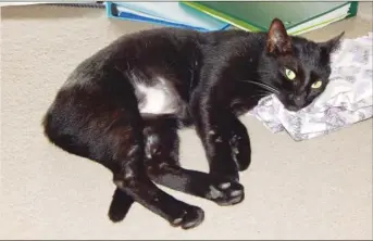  ??  ?? A family photo shows Hazel, a black male cat with a white underbelly, who has been missing from his Haiku home since last year.