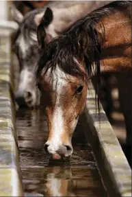  ??  ?? THIRSTY: The average horse drinks about 12 gallons of water a day.