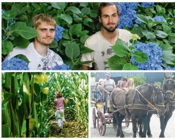  ??  ?? Les journées des hydrangeas, le labyrinthe de maïs et les promenades en calèche sont à découvrir durant le mois d’août.