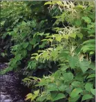  ??  ?? Japanese Knotweed - a growing problem that demands a community response.