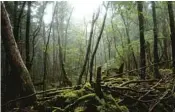  ?? KO SASAKI/THE NEW YORK TIMES ?? The Aokigahara forest, known as the suicide forest, near Mt. Fuji in Japan, Dec. 27, 2016.
‘Ethically murky territory’
