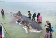  ?? KARTIKA SUMOLANG / REUTERS ?? A stranded whale with plastic in his belly is seen in Wakatobi, Southeast Sulawesi, Indonesia, in November.