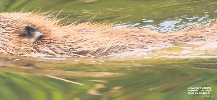  ?? PICTURE: PA ?? Beavers are ‘wetland engineers’ that help to shape the landscape