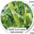  ?? ?? ‘Swift’ is an early ‘extra-tender’ sweetcorn variety