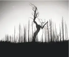  ?? Noah Berger / New York Times 2016 ?? Standing dead trees line a field that burned during the Rim Fire that charred more acreage than the Wine Country fires.