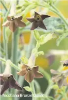  ??  ?? Nicotiana Bronze Queen