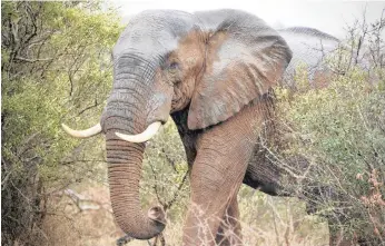  ??  ?? A MANAWA Game Reserve elephant amid thick bush at the KZN reserve.