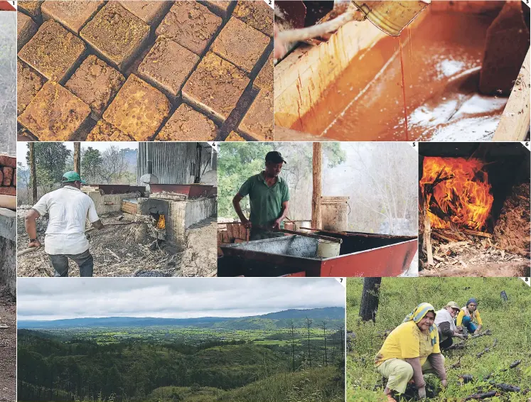  ?? FOTOS: EL HERALDO ?? 4 Los mismos desechos de la caña son utilizados como leña para cocinar la rapadura de dulce. 5. Un productor procesa la caña de azúcar para obtener el jugo de donde saldrá el dulce. 6. EL horno de fuego es necesario para la elaboració­n de la rica rapadura de dulce. 7. En la microcuenc­a La Nevada de Cantarrana­s es donde pequeños artesanos producen el dulce. 8. Las mujeres no tienen que preocupars­e para recoger la leña como hacían antes, ahora más bien reforestan. PARA VER LA GALERÍA COMPLETA www.elheraldo.hn