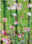  ?? Eric Kayne/Contributo­r ?? Pink gaura adds height to the garden and features delicate little blooms.