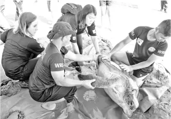  ??  ?? Sabah Wildlife Rescue Unit tending to the green turtle.