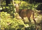  ?? Brian A. Pounds / Hearst Connecticu­t Media file photo ?? Sporting ear tags, a female deer is among the diverse wildlife living on the Remington Woods property in Bridgeport.