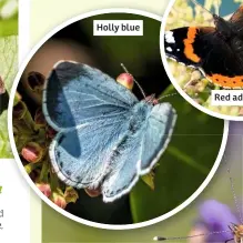  ??  ?? Holly blue