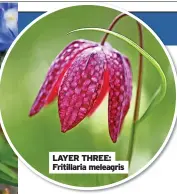  ?? ?? LAyer THree: Fritillari­a meleagris