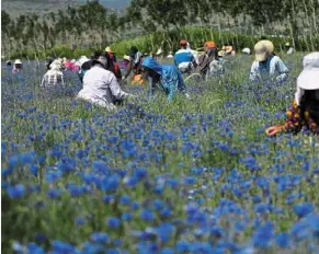  ??  ?? Farm workers picking medicinal herb Centaurea cyanus, commonly known as cornflower, in the village of Sheqeras near the city of Korca. — AFP