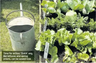  ??  ?? Time for action: ‘Quick’ veg, like lettuces and spring onions, can be sowed now