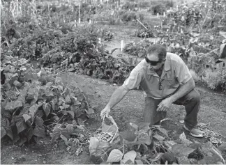  ?? Photos by Joe Amon, The Denver Post ?? Dan Appelhans picks some of the last of the green beans from his plot in the Arvada Community Garden on Tuesday in Arvada.