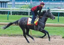  ?? THE ASSOCIATED PRESS ?? Exercise rider Yoni Orantes gallops Kentucky Derby entrant McCracken at Churchill Downs in Louisville, Ky., on Thursday.