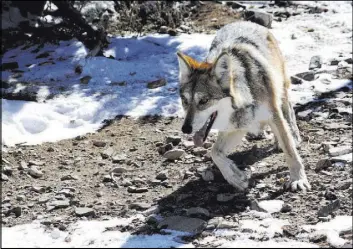  ?? SUSAN MONTOYA BRYAN/ASSOCIATED PRESS FILE ?? A female Mexican gray wolf is seen in 2011 at the Sevilleta National Wildlife Refuge in central New Mexico. There are now more Mexican gray wolves roaming the American Southwest than at any time since the federal government began trying to reintroduc­e...