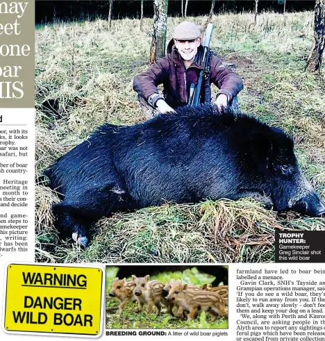  ??  ?? BREEDING GROUND: A litter of wild boar piglets TROPHY HUNTER: Gamekeeper Greg Sinclair shot this wild boar