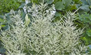  ?? Walters Garden ?? ‘Fairy Hair’ dwarf goatsbeard (Aruncus) will be available at the Garden and Landscape Symposium and Marketplac­e.