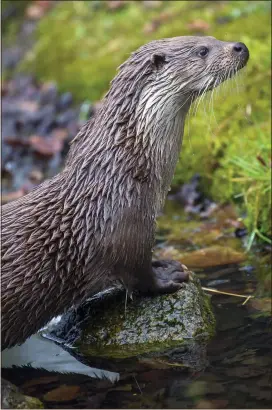  ?? ?? ROAD KILL: Otters have died after being forced from rivers