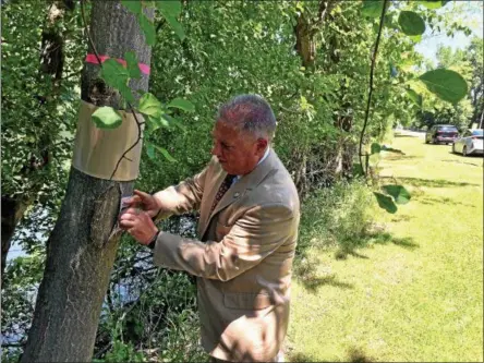  ?? GLENN GRIFFITH -- GGRIFFITH@DIGITALFIR­STMEDIA.COM ?? Assemblyma­n John McDonald puts an educationa­l placard about the invasive spotted lanternfly on a tree-of-heaven at Peebles Island State Park. The insect is attracted to this type of tree.